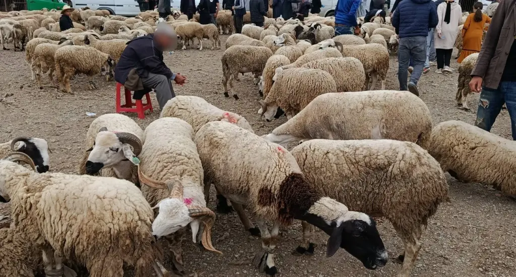 اقتراب موعد عيد الأضحى بالمغرب