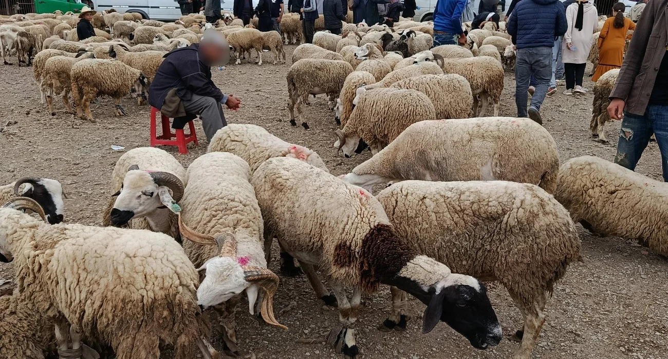 اقتراب موعد عيد الأضحى بالمغرب