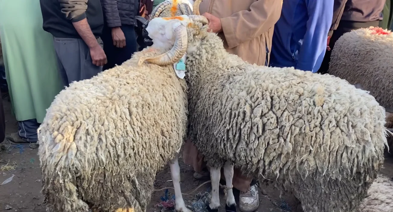 أكباش في سوق تقليدي للأغنام بالمغرب، تُستخدم كصورة تعبيرية لمقال حول مؤشرات تغيرات أسعار الأضاحي قبل حلول عيد الأضحى