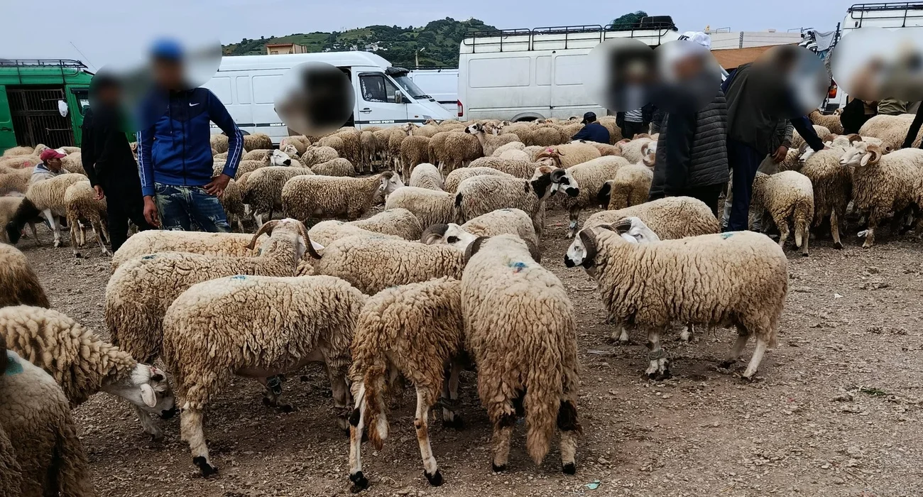 الأضاحي في سوق أسبوعي ـ عيد الأضحى