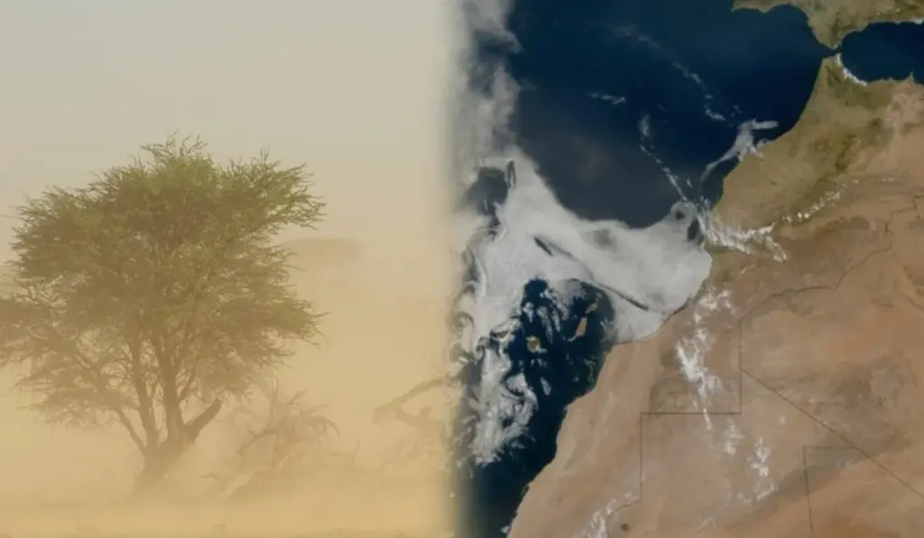 كيف يعبر غبار الصحراء الكبرى المحيط الأطلسي