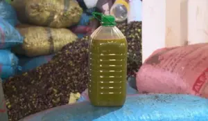 تراجع مرتقب في محصول الزيتون بالمغرب