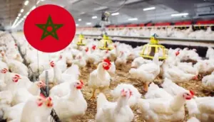 أسعار الدجاج بالمغرب تلامس 30 درهماً للكيلوغرام