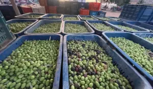 هل تنخفض أسعار زيت الزيتون بالمغرب؟